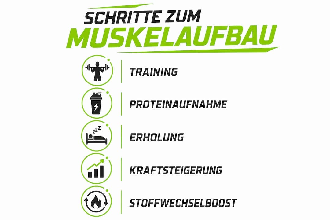 Grafik: Schritt-für-Schritt-Anleitung für effektiven Muskelaufbau und einen aktiven Stoffwechsel
